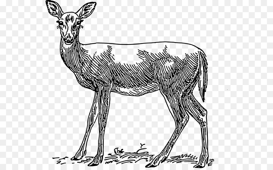 kisspng-white-tailed-deer-horse-red-deer-antelope-reh-5b4b0891759ce0.2748329915316440494818