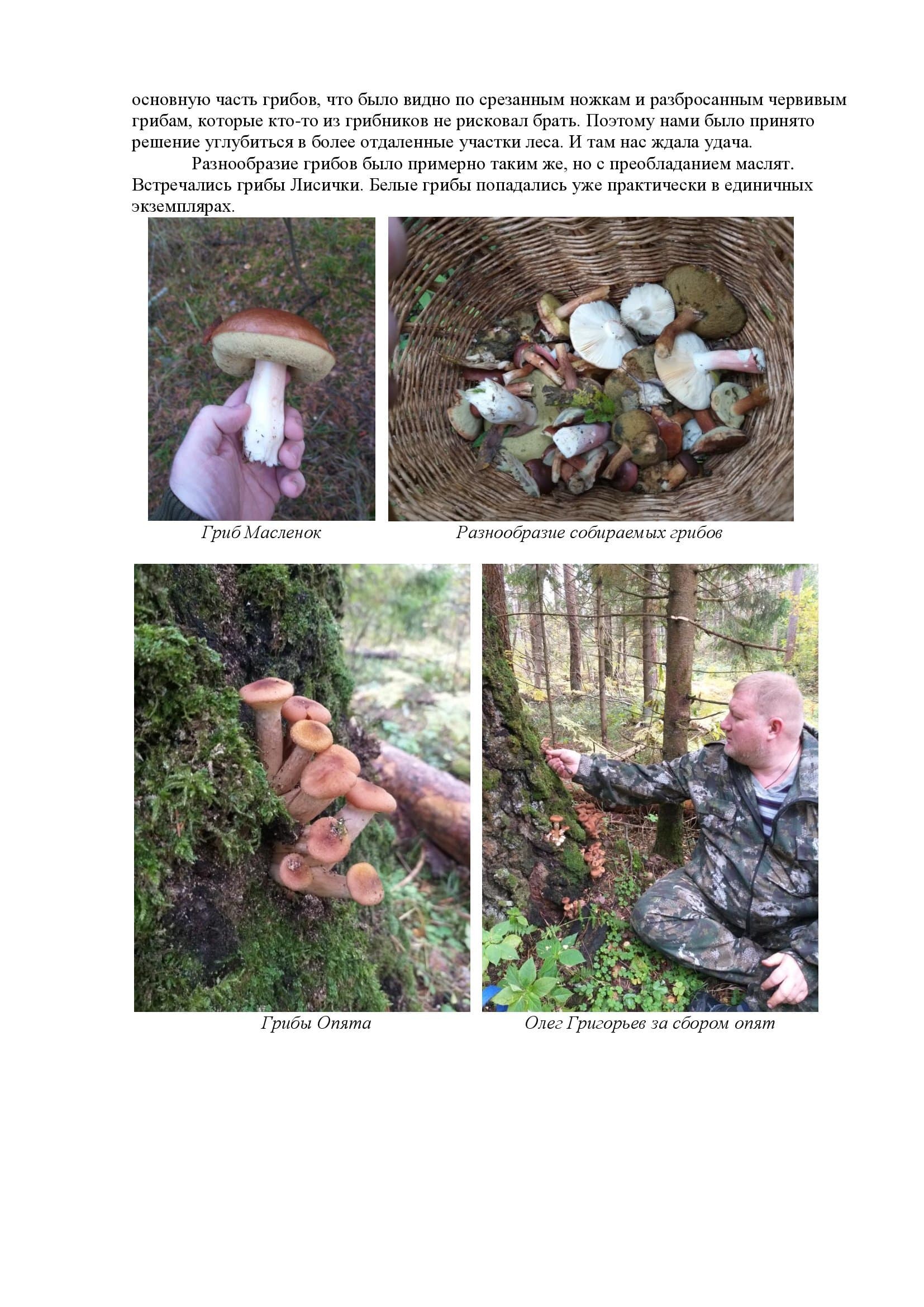 По следам грибных троп или повесть о похождениях грибников-любителей - фото 4