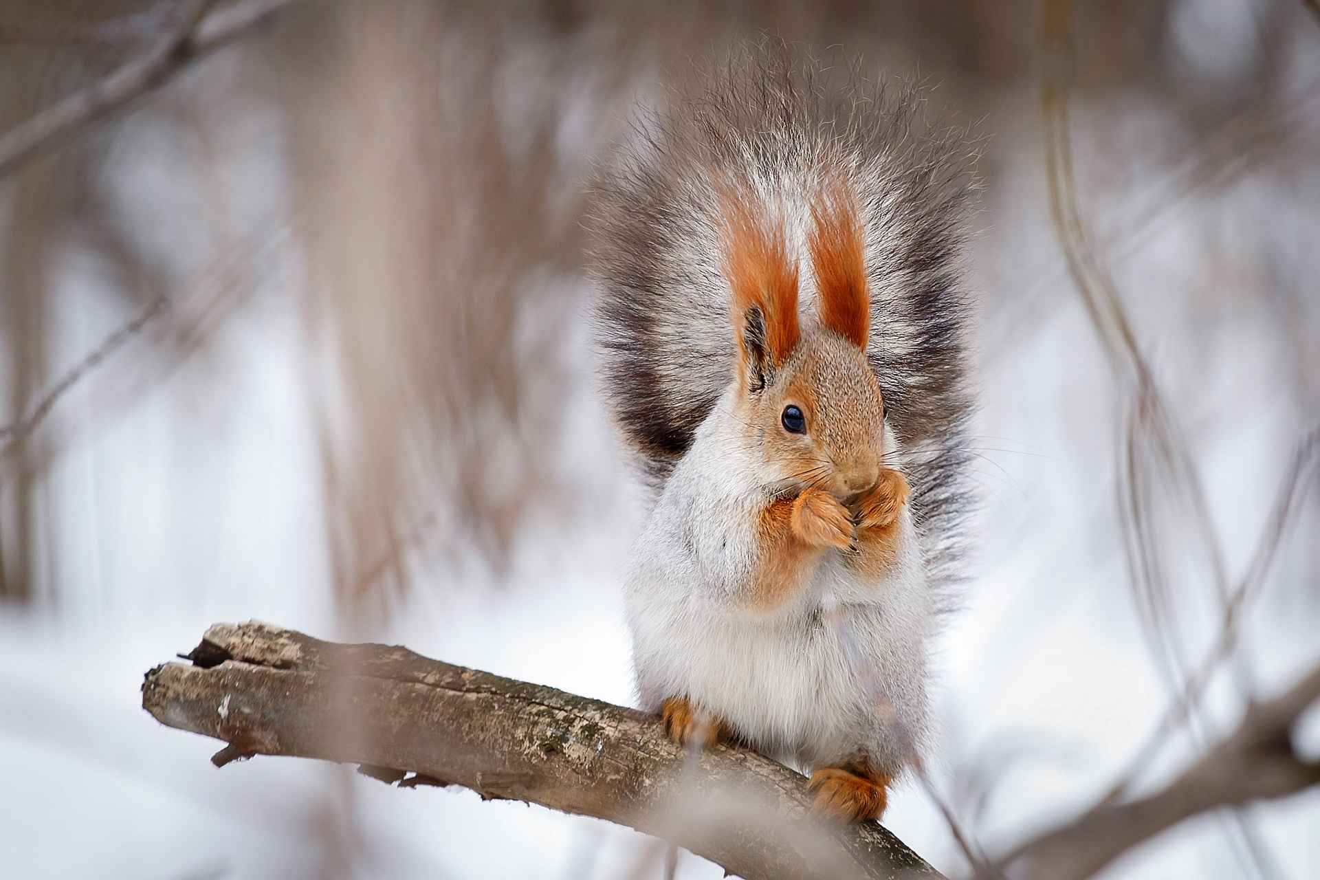 nature-winter-squirrel-animals-mammals-1737497