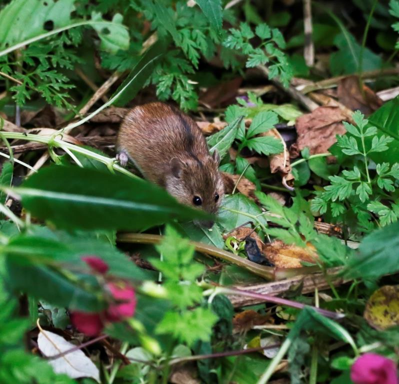 Маленькая, да удаленькая: в Терлецком лесопарке замечена полевая мышь - фото 1