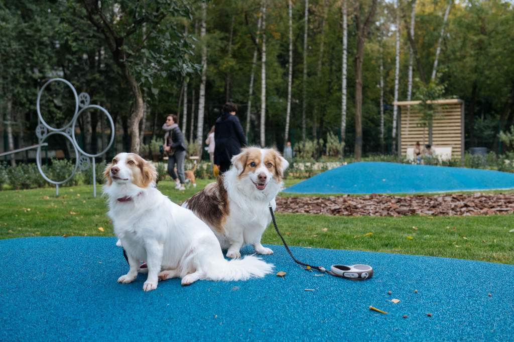  В Москве открылись инновационные площадки для выгула собак  - фото 5