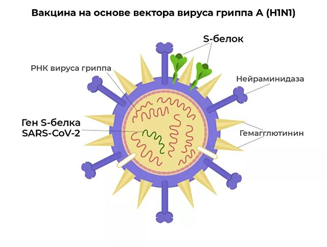 Названо средство, которое остановит пандемию COVID-19 - фото 2