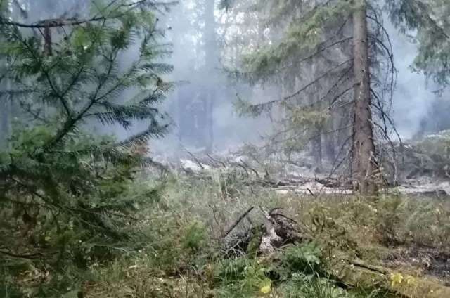 Лесные пожары в России спровоцировало наплевательское отношение людей к окружающей природе - фото 1