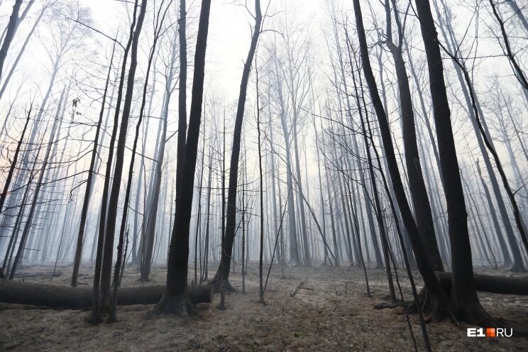 Лесной пожар у горы Волчихи, расположенной возле городов Ревда и Первоуральск - фото 2