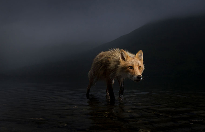Победители конкурса Wildlife Photographer Of The Year 2021 - фото 1