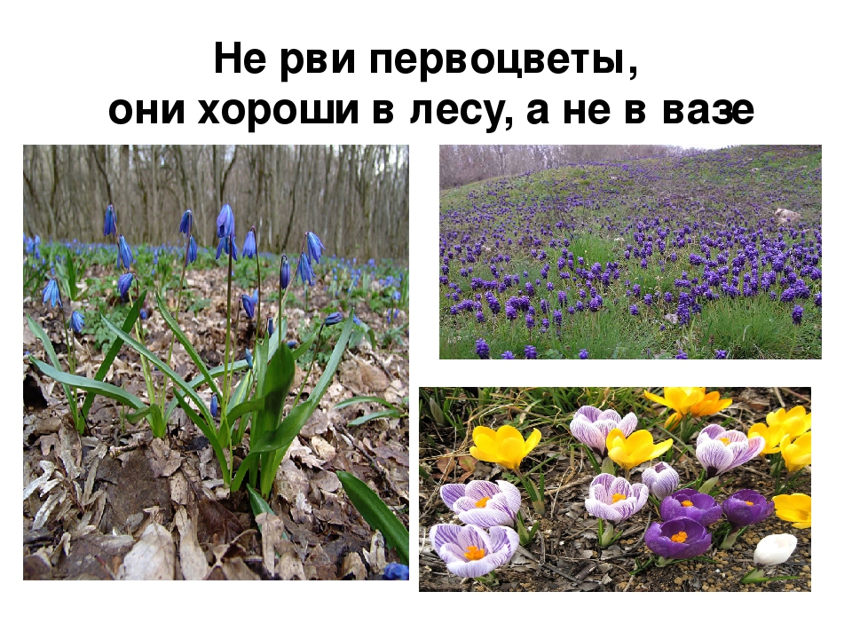 В Москве напомнили о штрафах за сбор и продажу первоцветов - фото 2