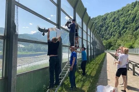 На шумозащитных экранах в Красной Поляне появились силуэты птиц - фото 1