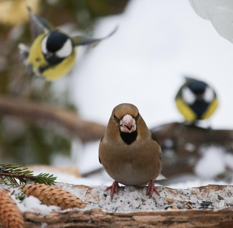 Не воспитывайте пернатых лентяев: с потеплением подкормку птиц нужно прекращать   - фото 1