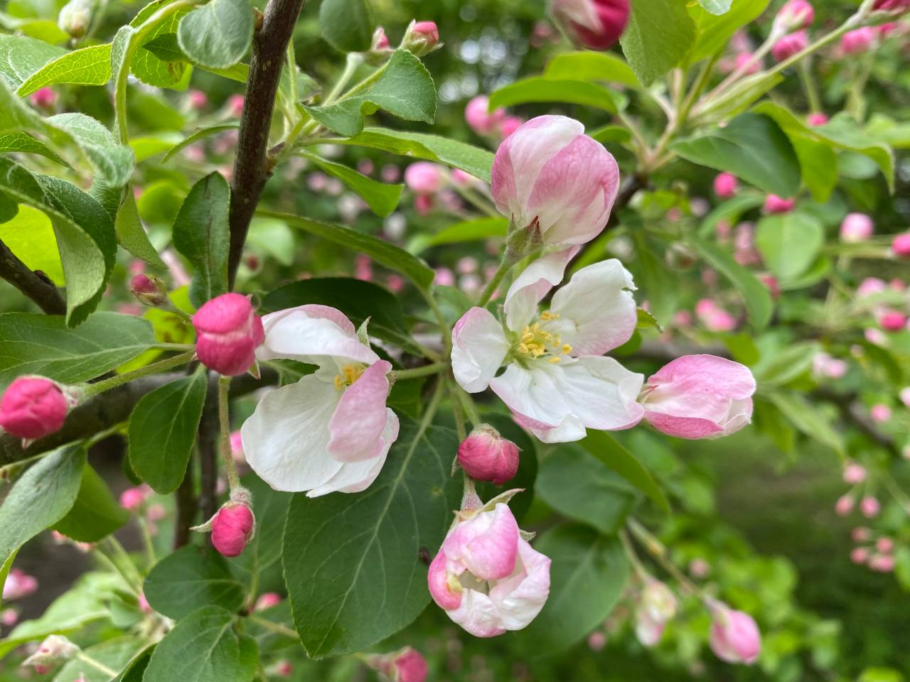 Спирея серая и яблоня ягодная: в Бирюлевском дендропарке зацвели деревья - фото 3