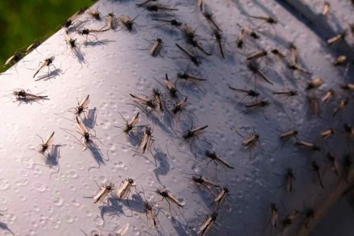 О том, как защищаться от мошки и комаров экологичными способами, посоветовал профессор - фото 1