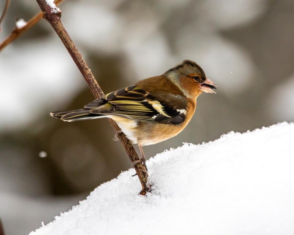 Зяблики в Москве не зябнут: на природных территориях города зимуют перелетные птицы - фото 4