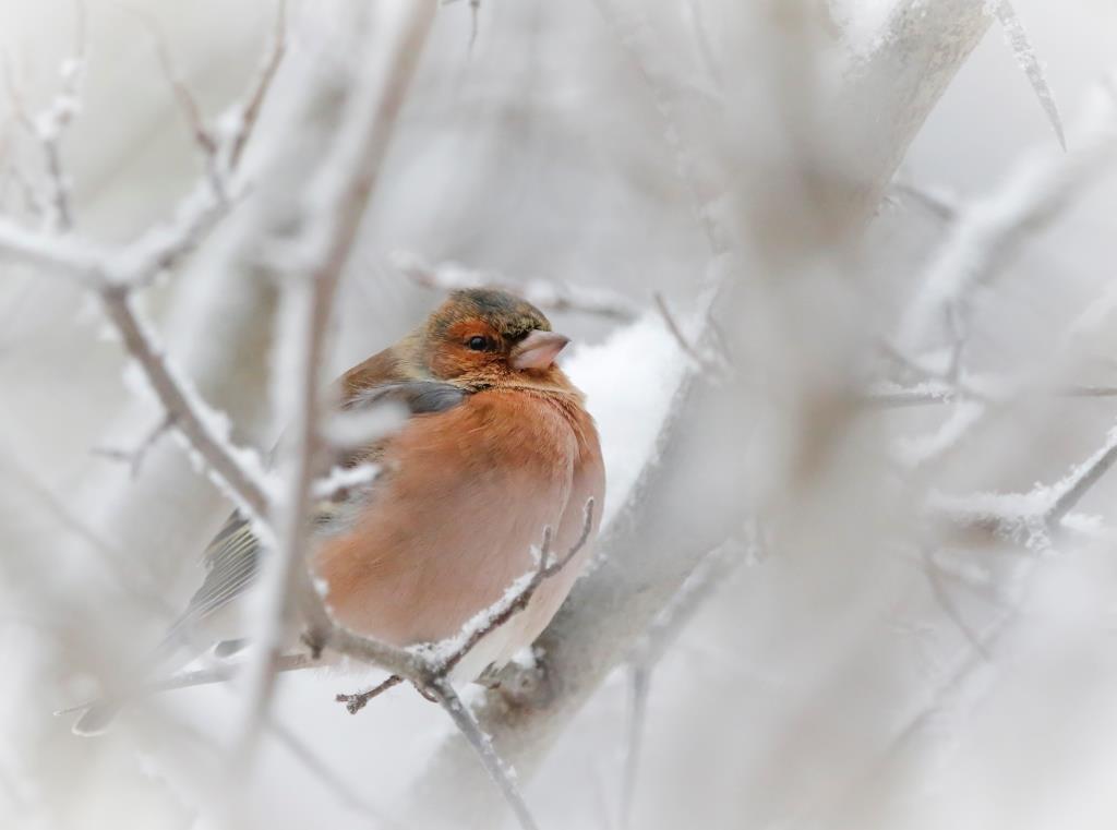 Зяблики в Москве не зябнут: на природных территориях города зимуют перелетные птицы - фото 5