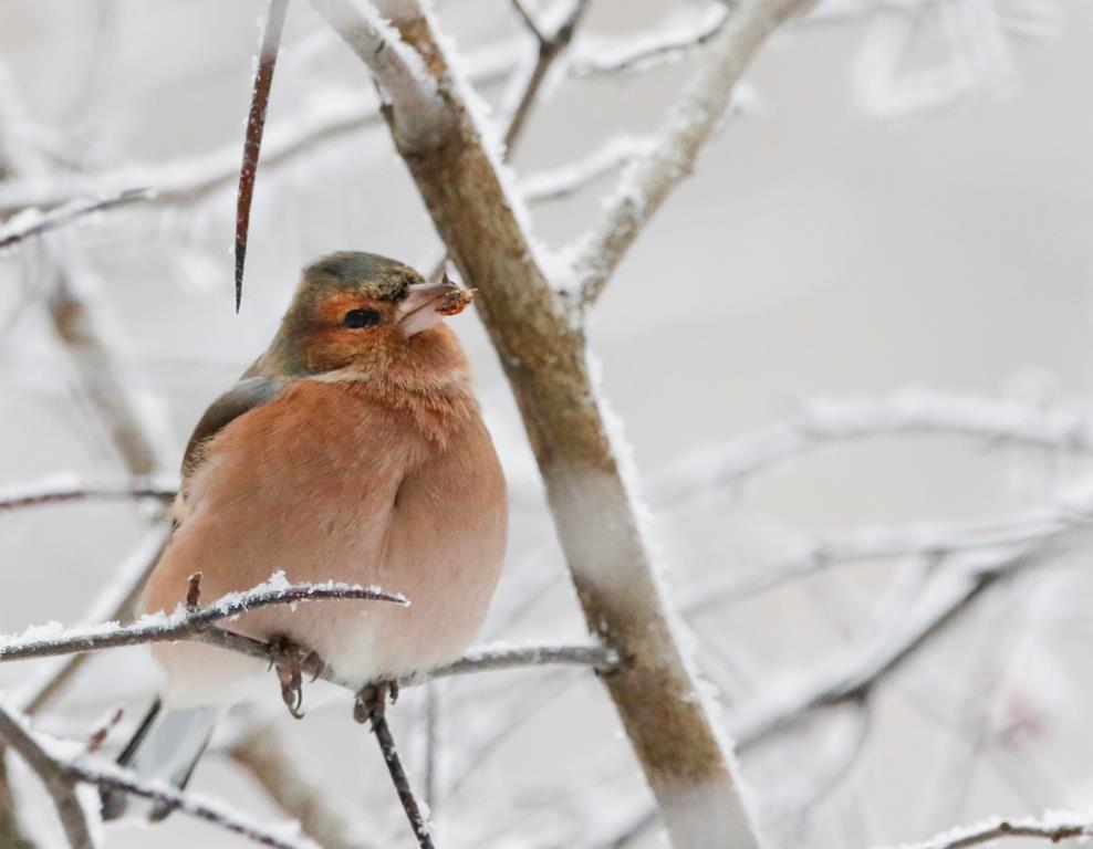 Зяблики в Москве не зябнут: на природных территориях города зимуют перелетные птицы - фото 6