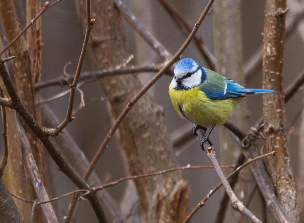 Чуткие птицы синицы: природные территории «зазвучали» по-весеннему - фото 4