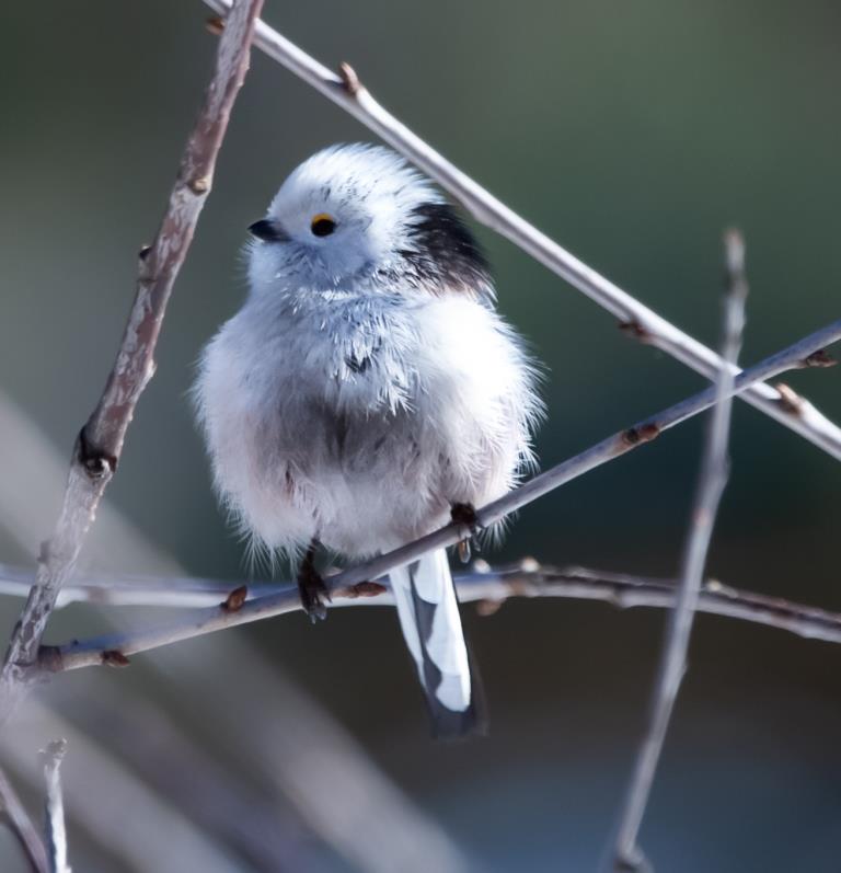 Чуткие птицы синицы: природные территории «зазвучали» по-весеннему - фото 6