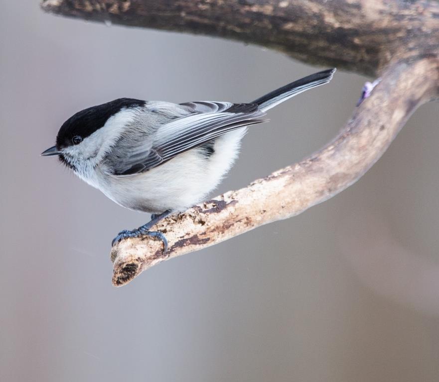 Чуткие птицы синицы: природные территории «зазвучали» по-весеннему - фото 7