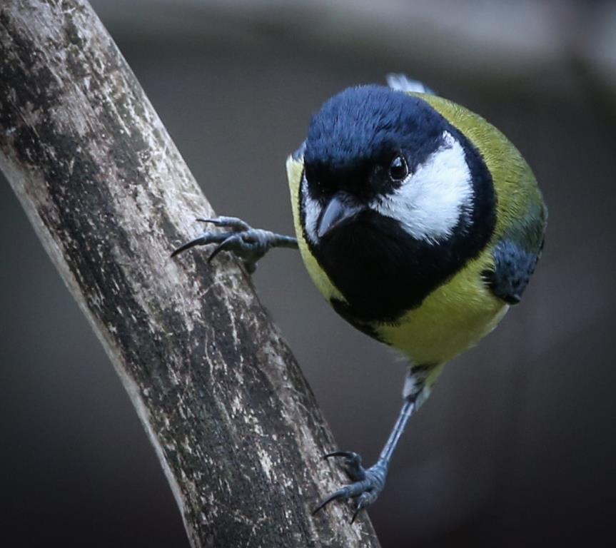 Чуткие птицы синицы: природные территории «зазвучали» по-весеннему - фото 1