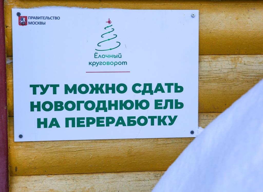 Елочный круговорот-2022: около 49 тысяч новогодних деревьев сдали москвичи в пункты приема - фото 2