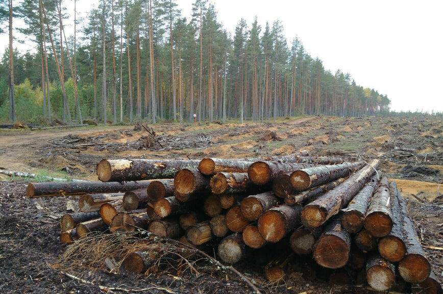 Кабмин утвердил порядок подготовки единого федерального плана лесоустройства  - фото 3