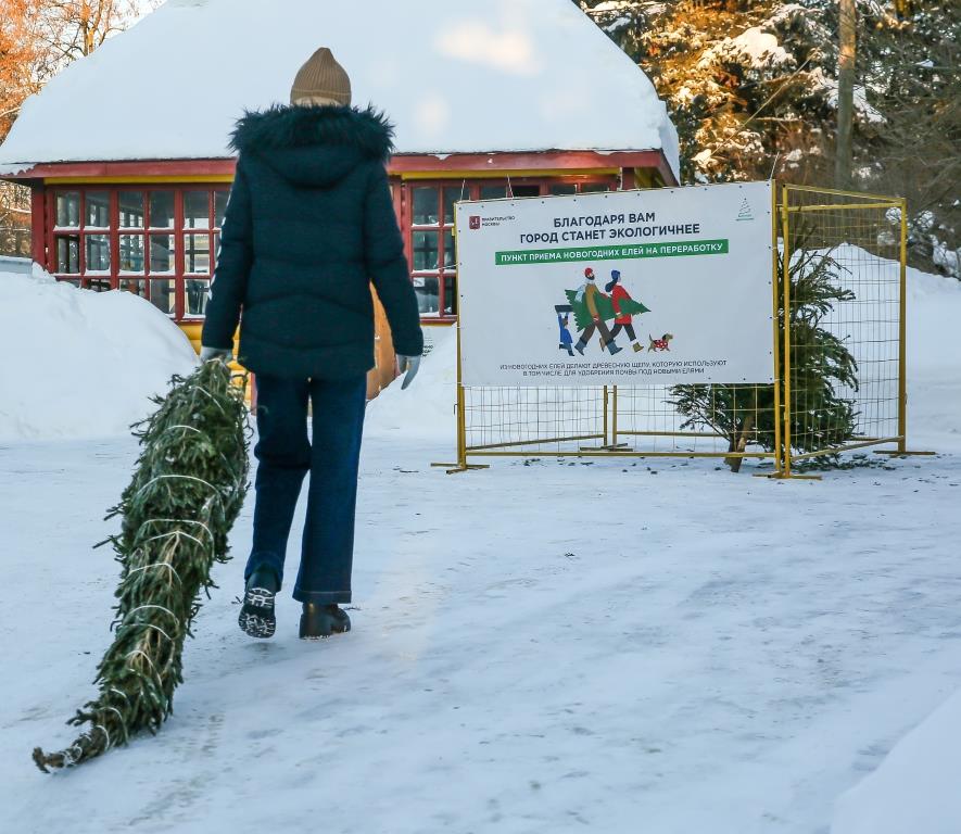 Елочный круговорот-2022: около 49 тысяч новогодних деревьев сдали москвичи в пункты приема - фото 1