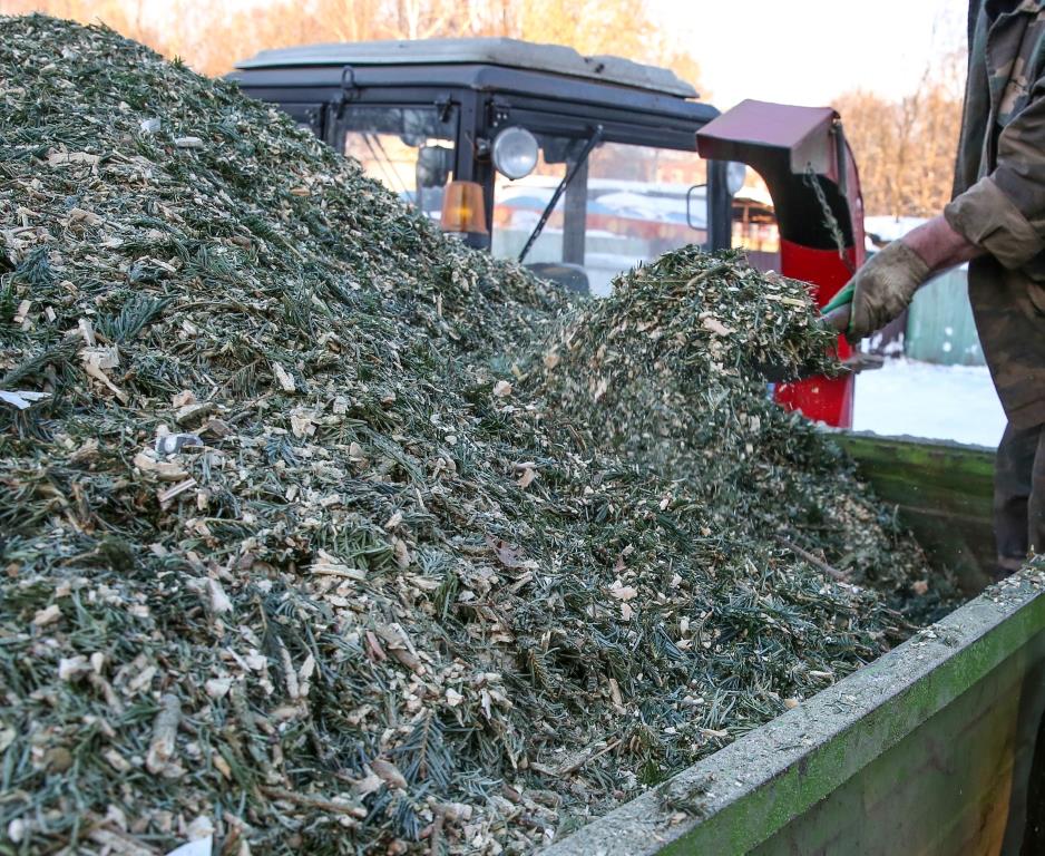 Елочный круговорот-2022: около 49 тысяч новогодних деревьев сдали москвичи в пункты приема - фото 3