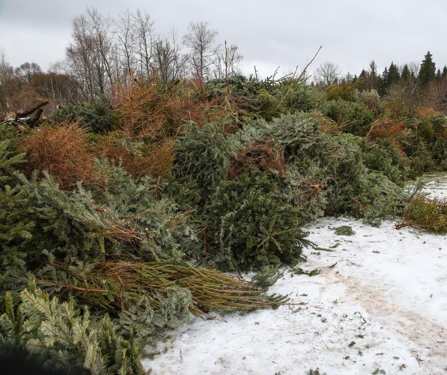 Елочный круговорот-2022: около 49 тысяч новогодних деревьев сдали москвичи в пункты приема - фото 6