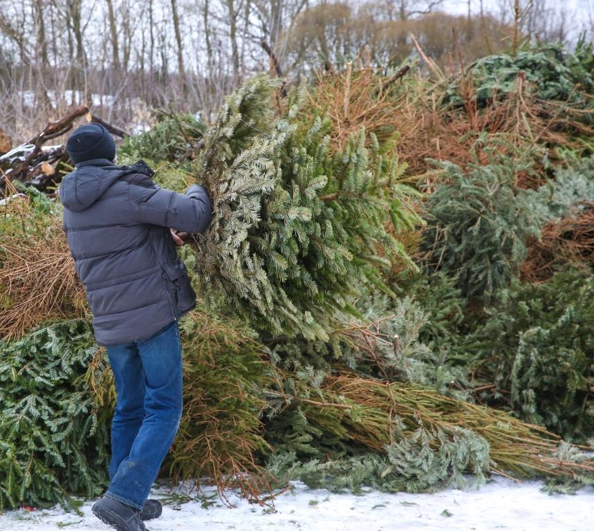 Елочный круговорот-2022: около 49 тысяч новогодних деревьев сдали москвичи в пункты приема - фото 7