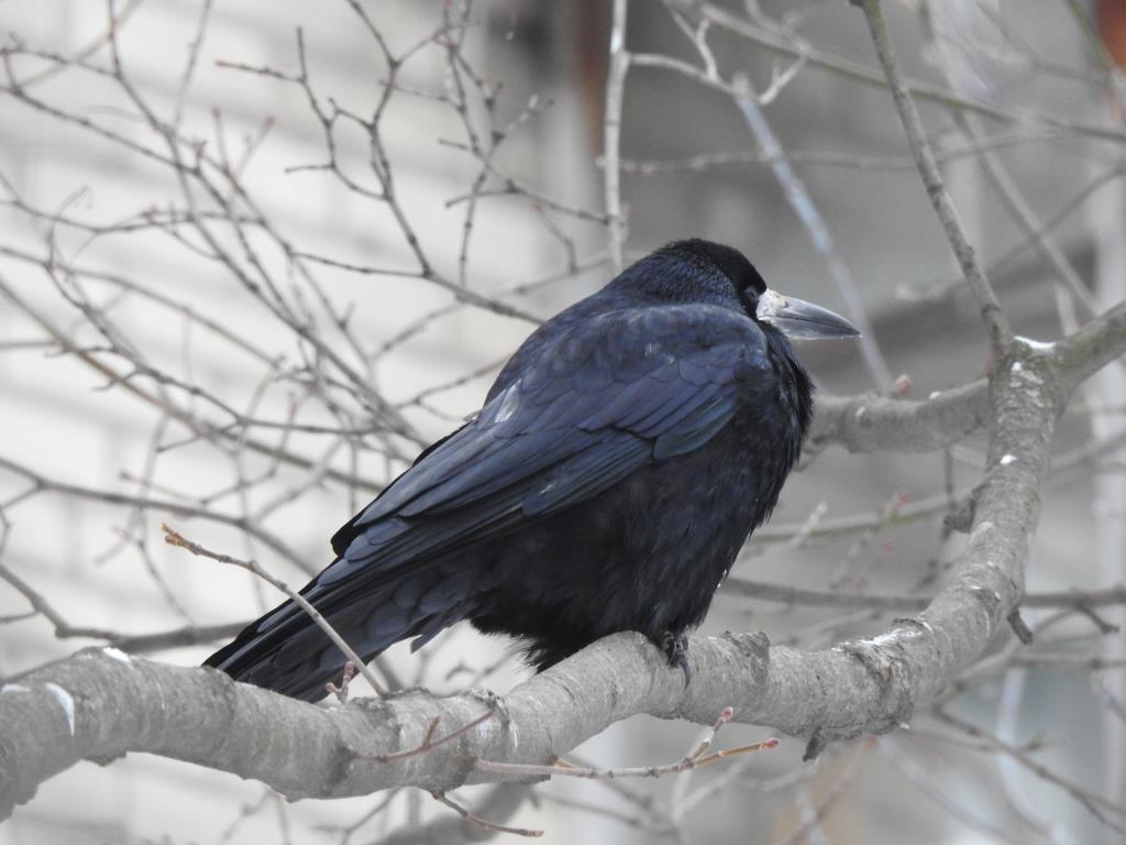 Грач -  тертый калач: мудрая птица осталась зимовать на природной территории Москвы - фото 2