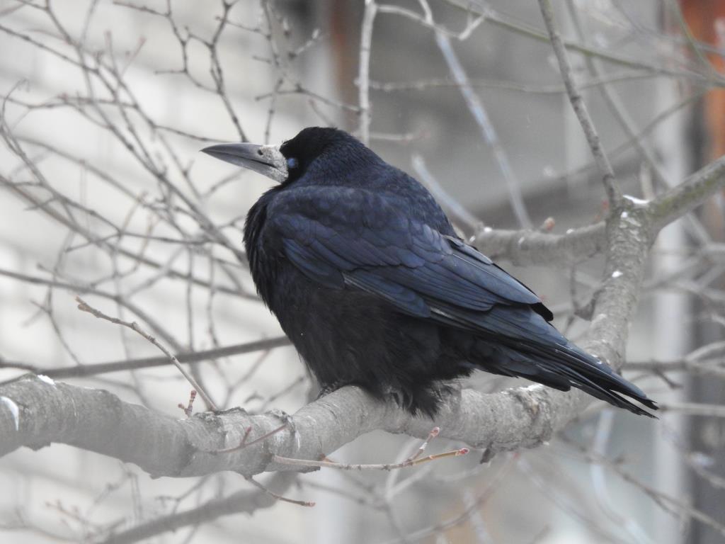 Грач -  тертый калач: мудрая птица осталась зимовать на природной территории Москвы - фото 4