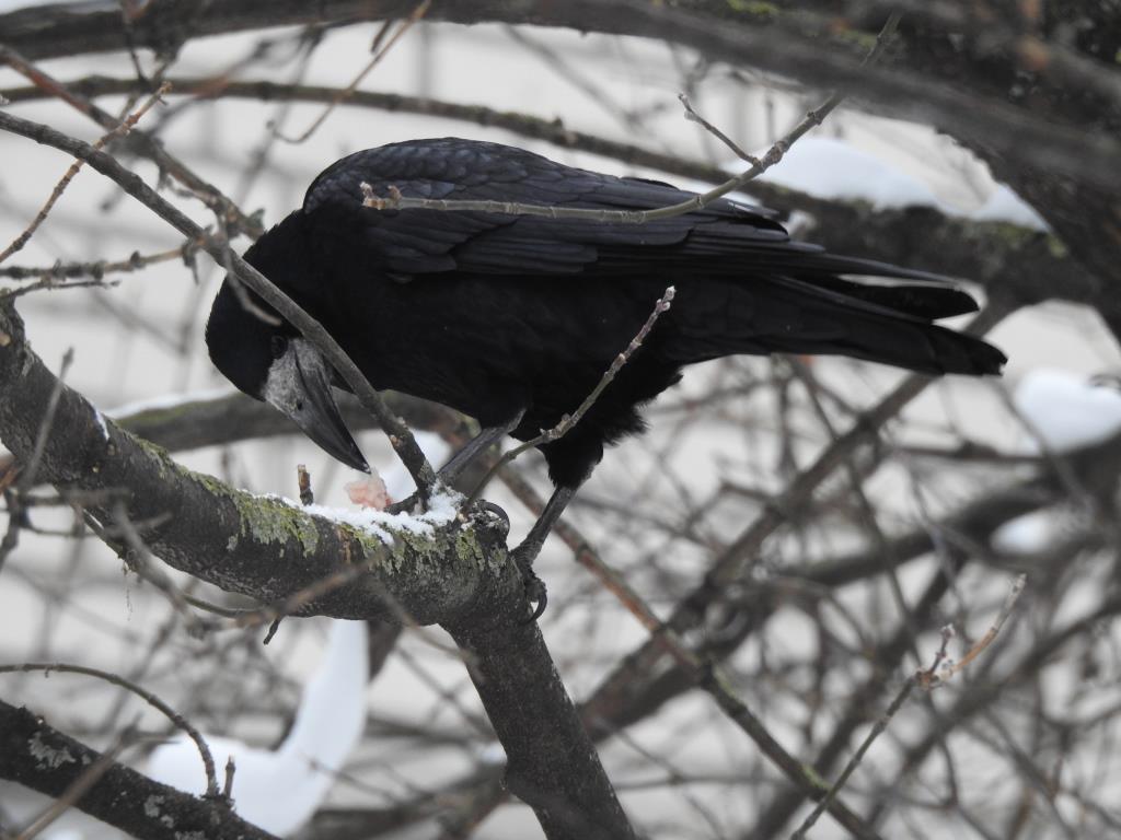 Грач -  тертый калач: мудрая птица осталась зимовать на природной территории Москвы - фото 5