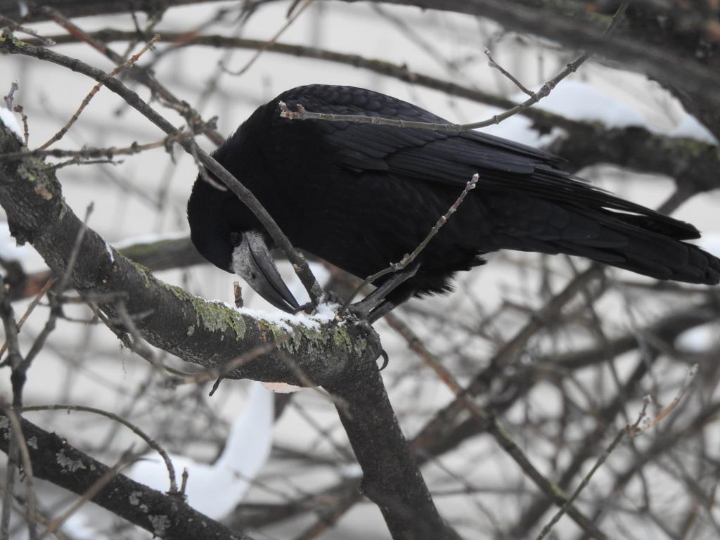 Грач -  тертый калач: мудрая птица осталась зимовать на природной территории Москвы - фото 6