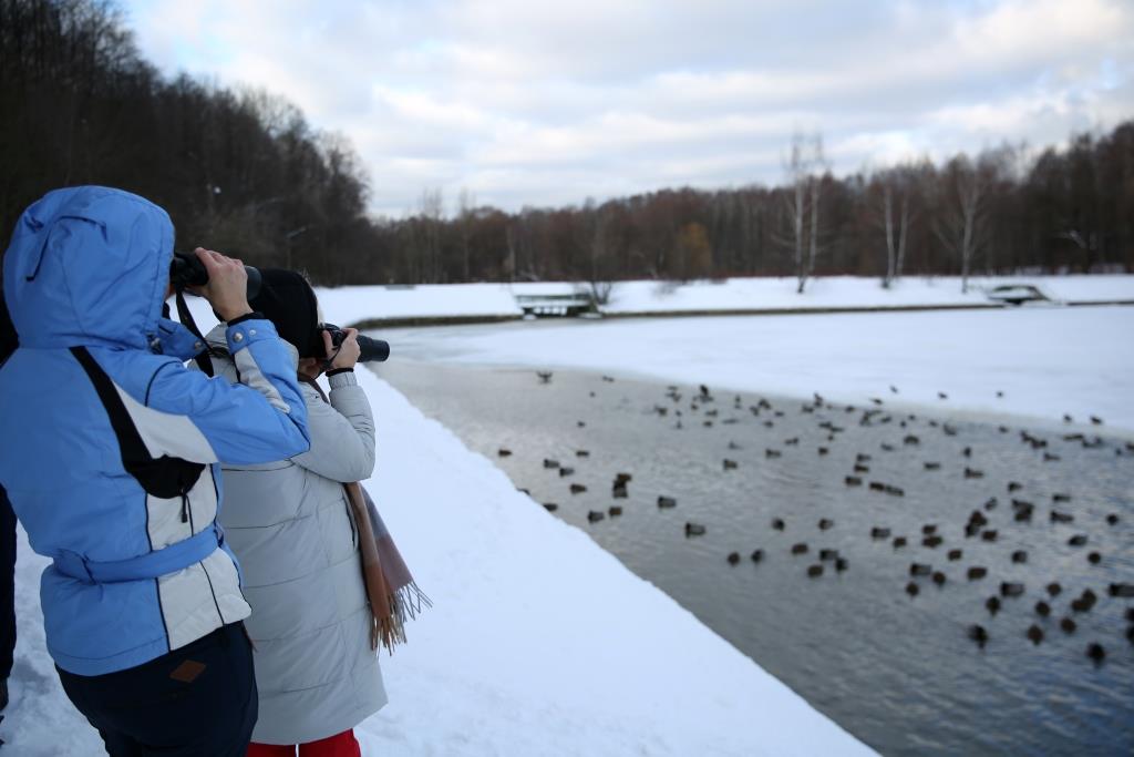 Куда деваются утки, когда вода замерзает: более 7 тысяч водоплавающих остались зимовать на природных территориях Москвы - фото 3