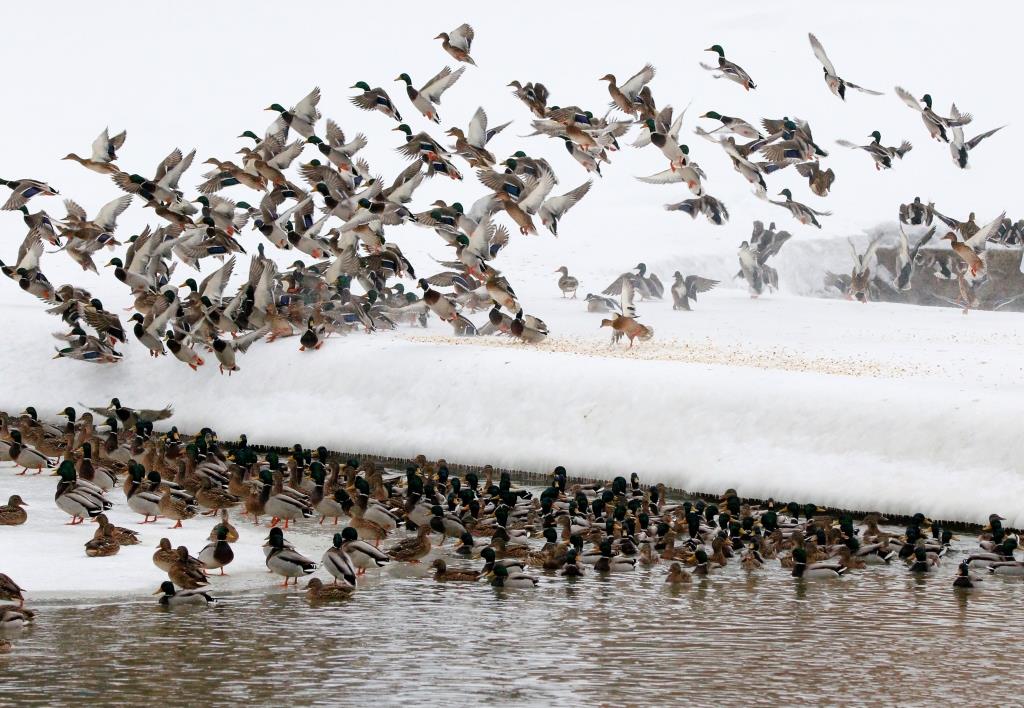 Куда деваются утки, когда вода замерзает: более 7 тысяч водоплавающих остались зимовать на природных территориях Москвы - фото 4