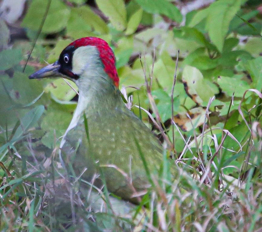 Черный коршун, зеленый дятел, серая цапля: на природных территориях в 2022 году встретили почти 50 видов краснокнижных птиц   - фото 2