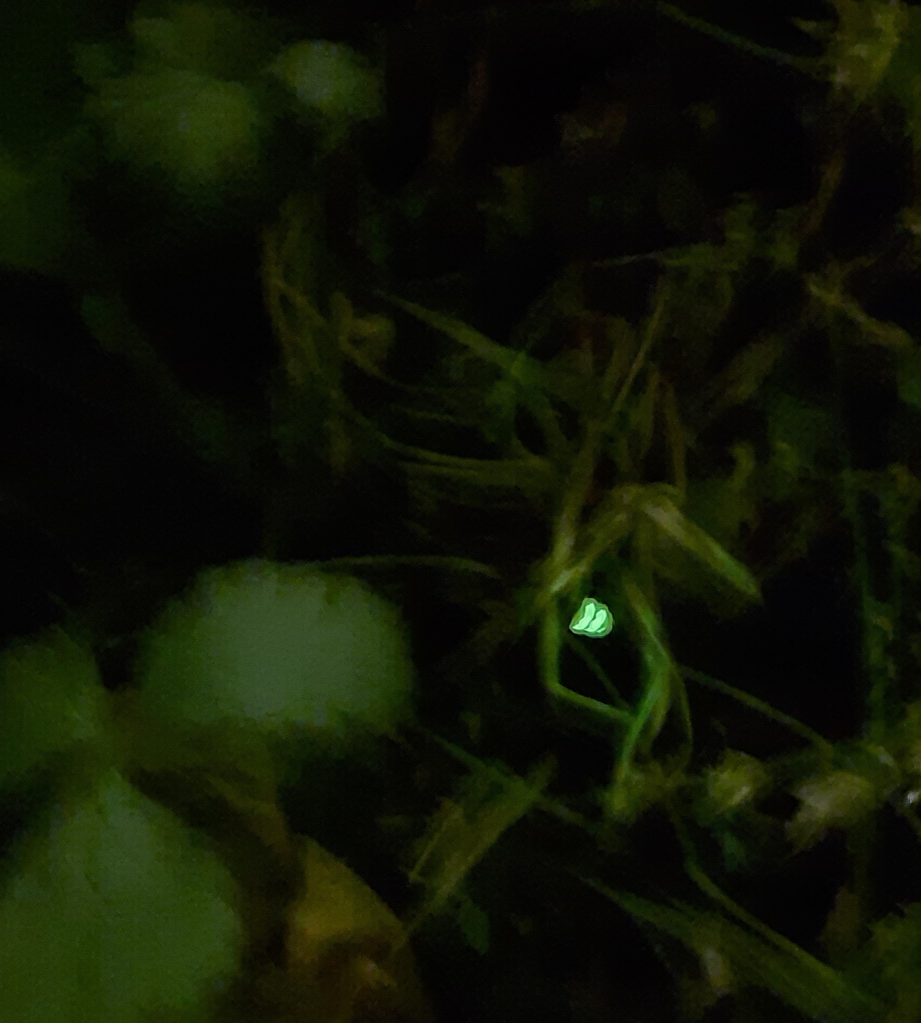 Светлячковая тропа: специалисты Мосприроды заметили жучков-фонариков - фото 3