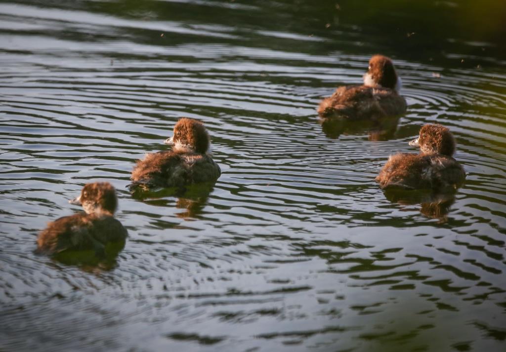 Храбрые утята – дружные ребята: около 730 птенцов водоплавающих птиц появилось летом на природных территориях Москвы - фото 5