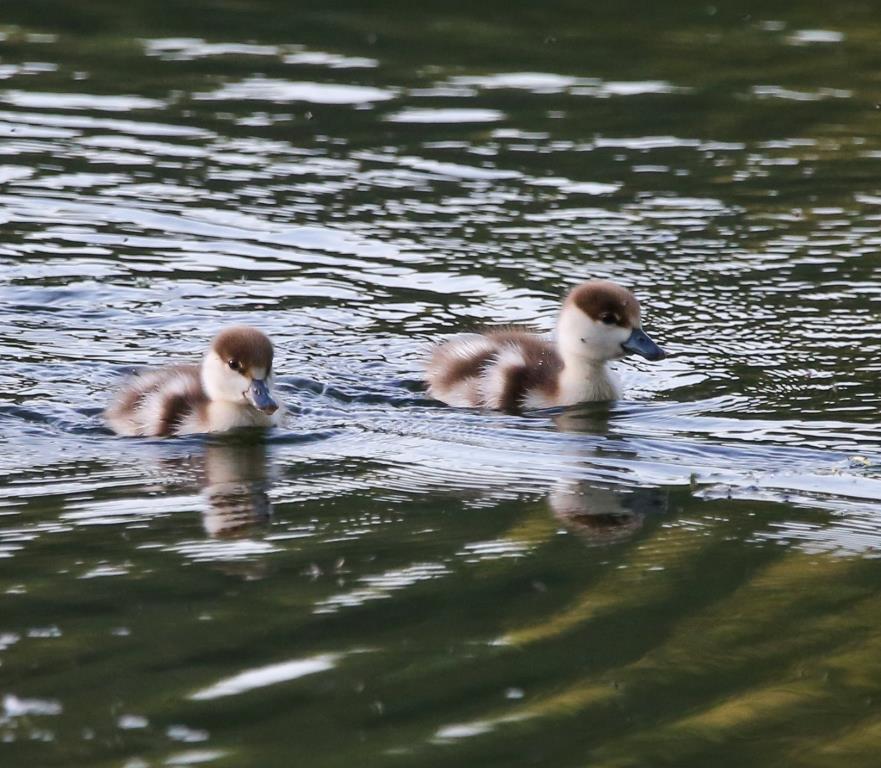 Храбрые утята – дружные ребята: около 730 птенцов водоплавающих птиц появилось летом на природных территориях Москвы - фото 3