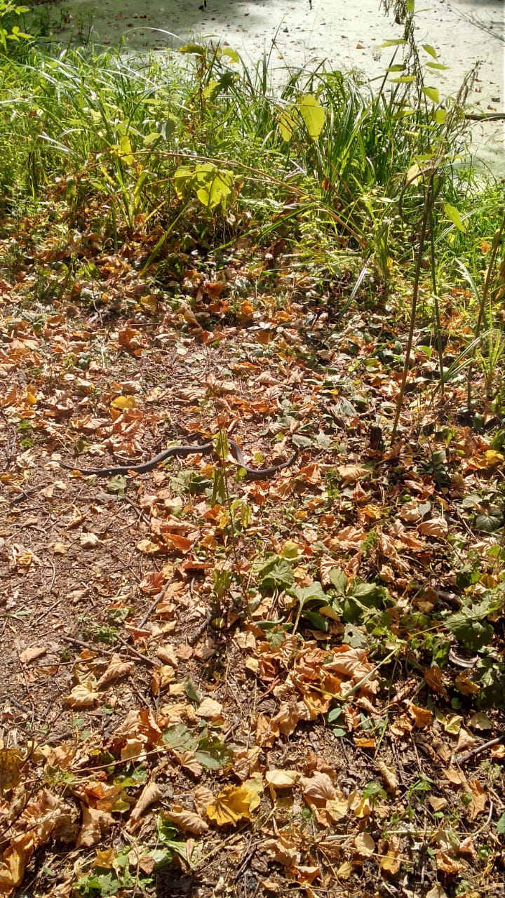 Мирная змейка: высокая активность ужей зафиксирована на природных территориях   - фото 3