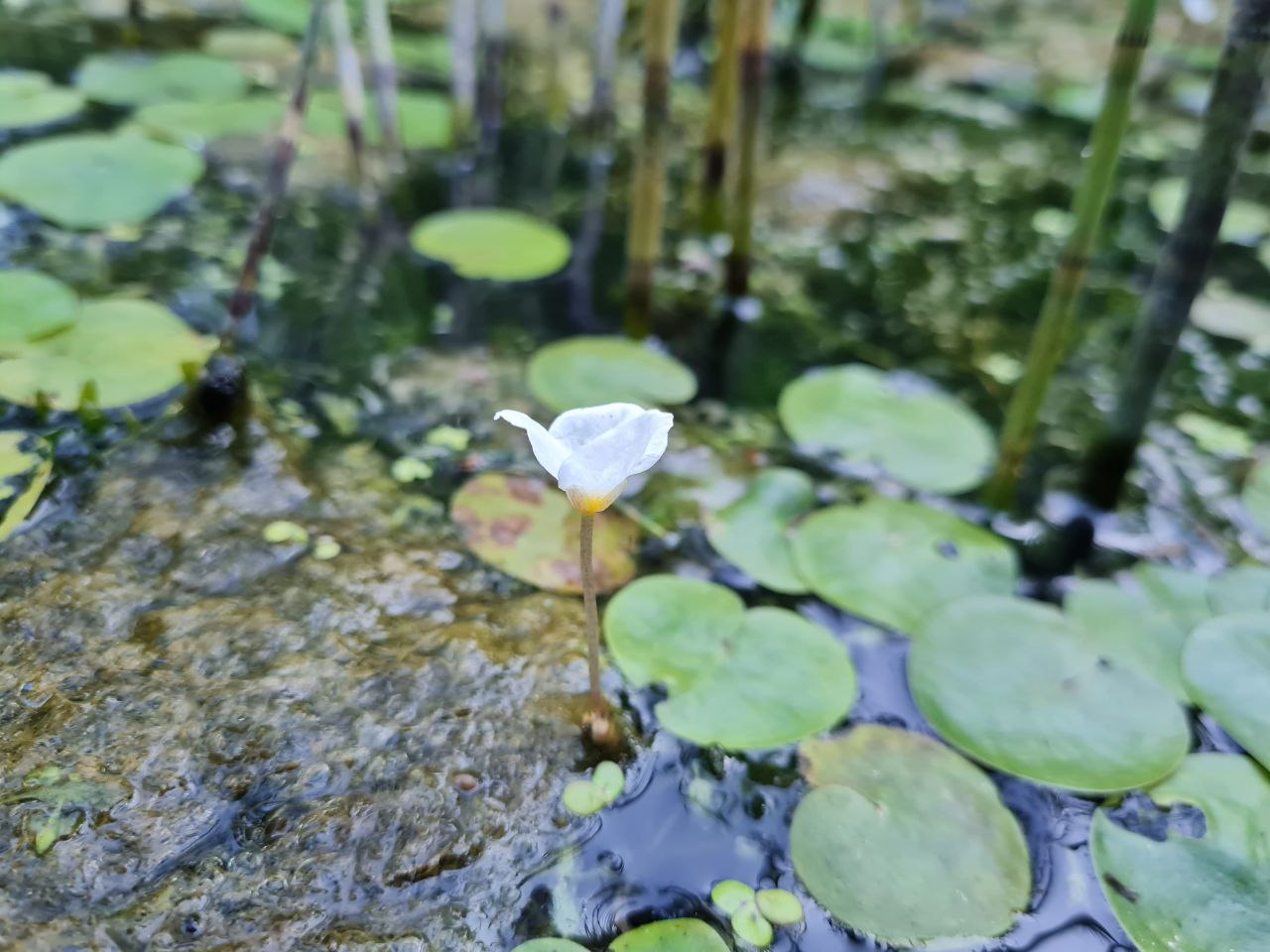 Водяные украшения: в июле на водоемах массово цветет росянка круглолистная и водокрас - фото 3