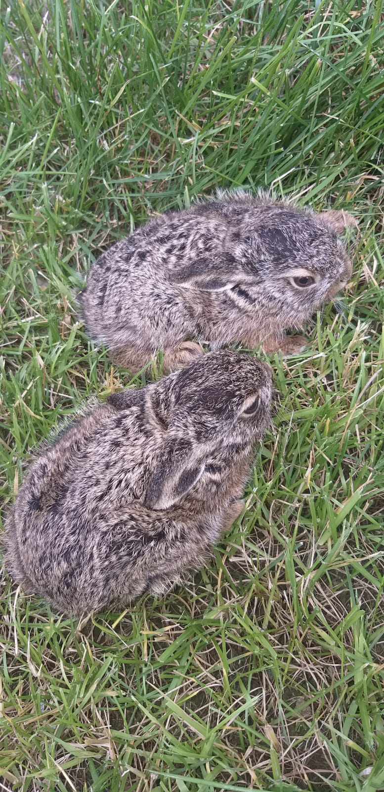Ушастые сыночки и лапочки-дочки: семья зайца-русака пополнилась 10 зайчатами  - фото 6