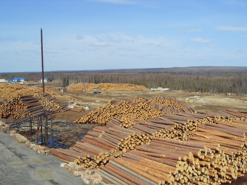 Рентабельность лесозаготовки обеспечивают хвойные «толстомеры» - фото 2