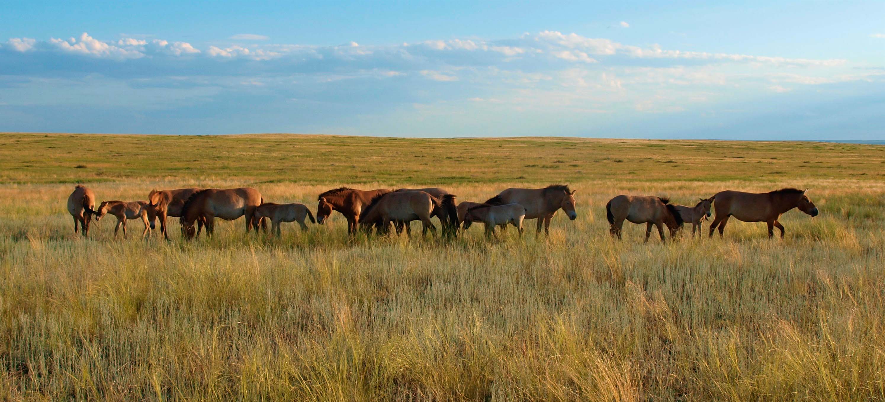 18 молодых людей в июле-сентябре помогут сохранению и изучению лошади Пржевальского в Оренбургском заповеднике - фото 2