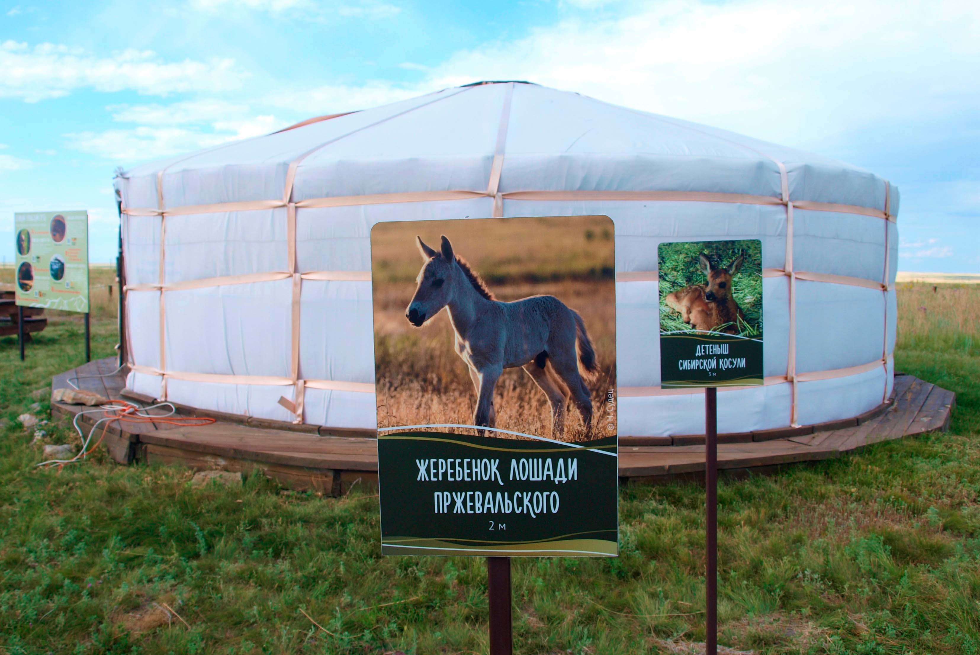 18 молодых людей в июле-сентябре помогут сохранению и изучению лошади Пржевальского в Оренбургском заповеднике - фото 4