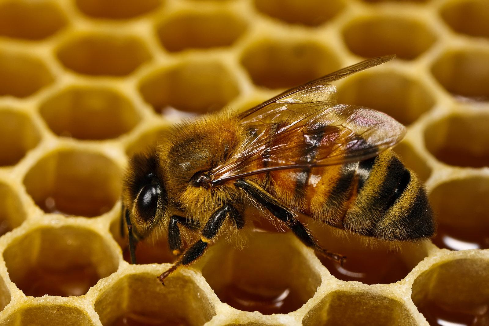 Умная пчелка: Мосприрода запускает новый кружок в игровой форме - фото 1