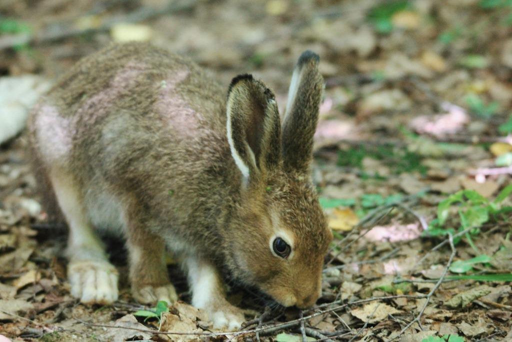 Прыг-скок: 30 зайцев-беляков нашли дом на природных территориях ТиНАО - фото 1