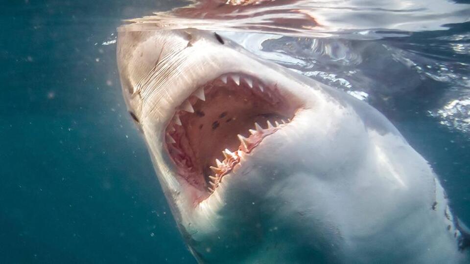 На египетском курорте акула напала на женщину - фото 1