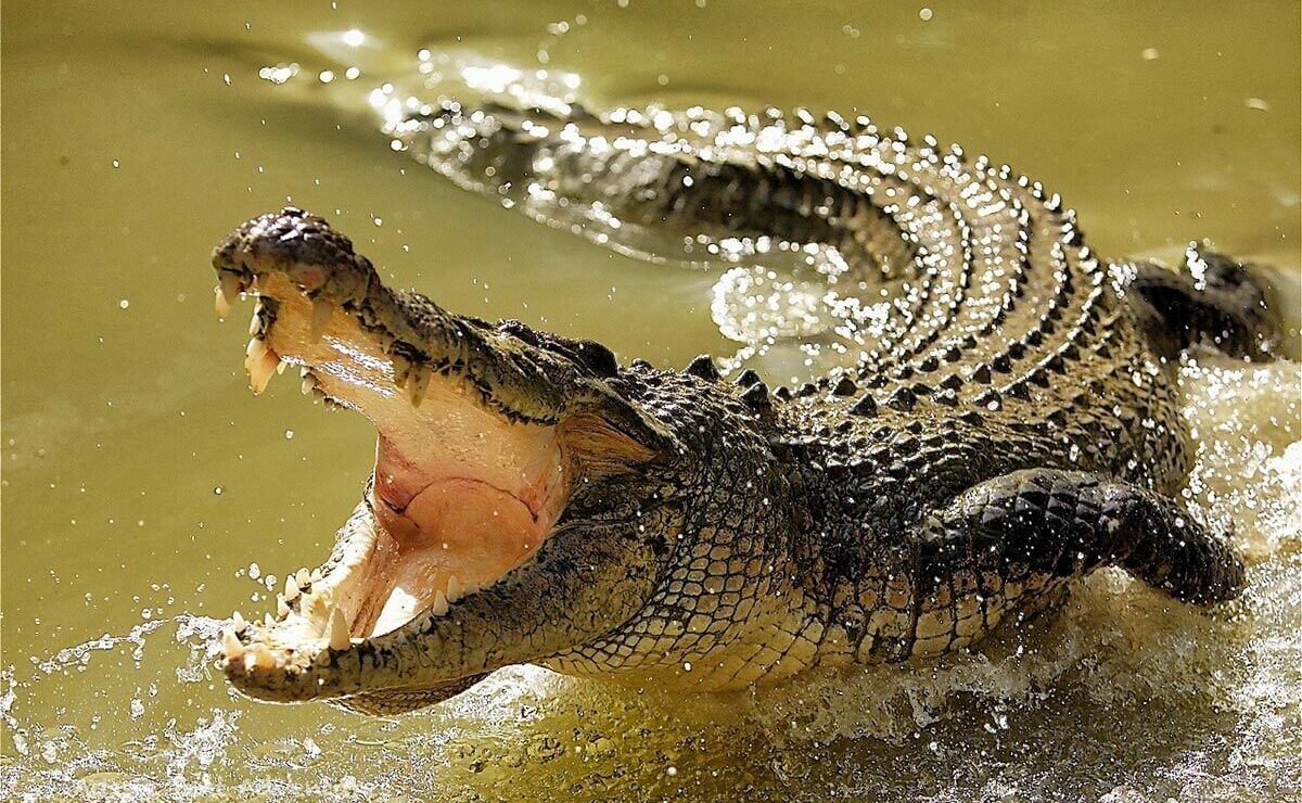 Крокодил выхватил мальчика из рук отца и сожрал его - фото 1