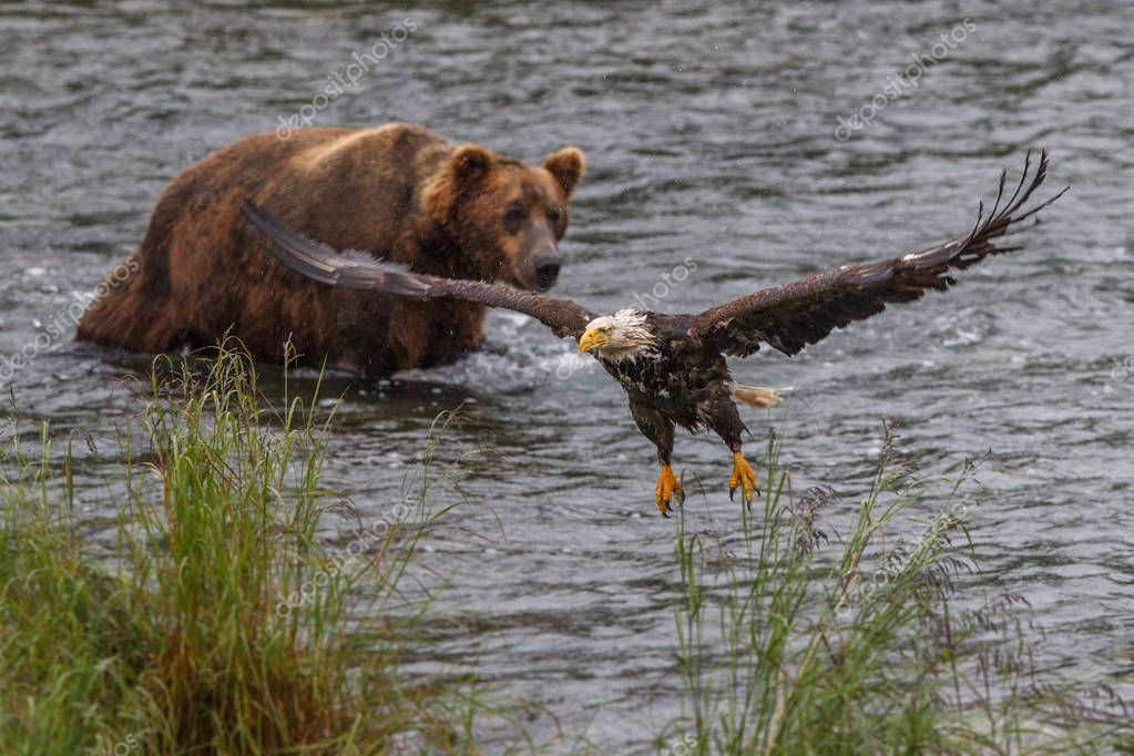 depositphotos 153801722-stock-photo-grizzly-bear-in-alaska-katmai