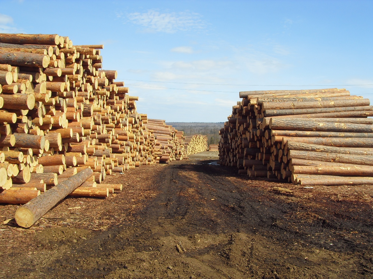 Рентабельность лесозаготовки обеспечивают хвойные «толстомеры» - фото 1