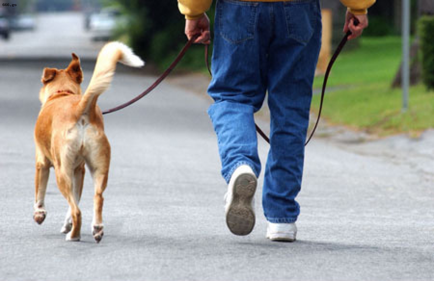 Собаководам на заметку: 4 правила прогулок с мохнатым другом на природе - фото 1